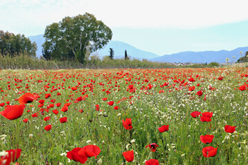 Wall Mural - Red oriental poppies field on an environment friendly flower farm. Close up, copy space, background. Selective focus.