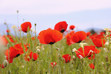 Wall Mural - Red oriental poppies field on an environment friendly flower farm. Close up, copy space, background. Selective focus.