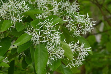 Poster - Chinese fringe tree ( Chionanthus retusus ) flowers.
Oleaceae Dioecious deciduous tree. Many white flowers bloom in panicles from May to June.