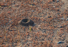 Small Ant Hill Mound On The Ground 