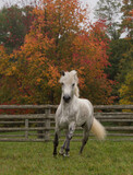 Fototapeta Konie - dapple grey connemara stallion free running with no tack at liberty in field with fall foliage in background vertical equine image with room for type and masthead white tail and mane flying action
