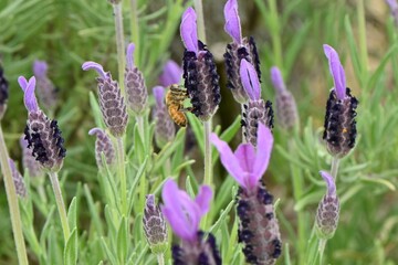 Wall Mural - French lavender ( Lavandula stoechas ) flowers.
Lamiaceae evergreen plants. Blooms from May to July.