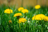 Fototapeta Dmuchawce - Dandelions in Grass Grass on a Sunny Spring Afternoon