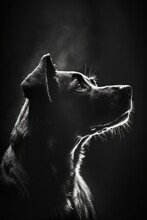 Dog Silhouette, Studio Photography, Black And White Photography, Animals, Wall Art, Generative Ai