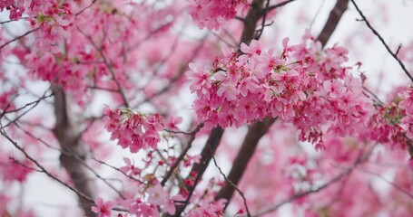 Wall Mural - Beautiful of cherry blossom trees