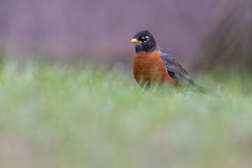 Canvas Print - American robin in spring