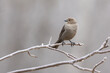 © Mircea Costina - Female brown-headed cowbird (Molothrus ater)