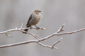 Poster - Female brown-headed cowbird (Molothrus ater)