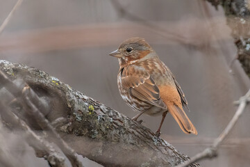 Wall Mural -  fox sparrow (Passerella iliaca) in spring