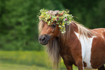 Shetland pony with a wreath of flowers on its head	