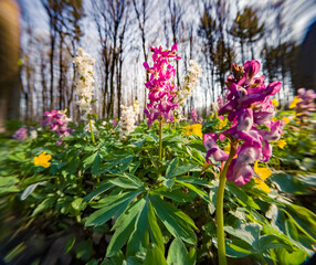 Wall Mural - First spring flowers blooming in the forest. Colorrful morning scene of woodland glade in April with Corydalis cava flowers. Beautiful floral background. Anamorphic macro photography.