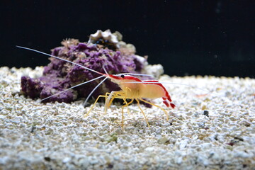 Wall Mural - Marine background with small shrimp walking on the sea bottom. Sea and ocean life backdrop with blue water. Underwater inhabitant, side view. Diving, oceanarium or aquarium picture. High quality photo