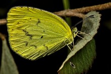 Yellow Butterfly - Phoebis Philea Philea