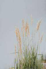 Naklejka na meble Aesthetic nature composition with dries grass stems. Abstract natural background of soft plants