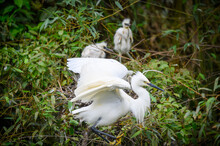An Adult Baby Egret Dangles On A Branch. There Are Four Young Birds In The Nest. Viewings Of Little Egrets, Cattle Egrets And Night Herons. Pinglin, NewTaipei.