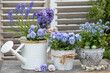 Garten-Arrangement mit blauen Hornveilchen, Vergissmeinnicht, Muscari und Hyazinthen in vintage Töpfen