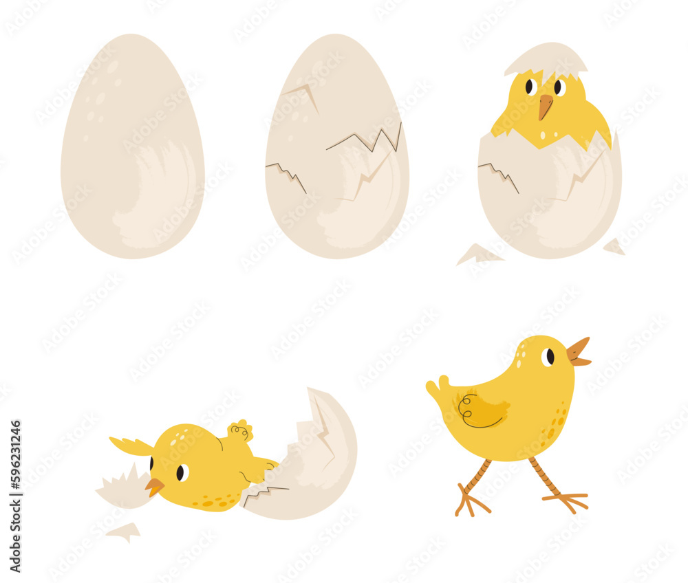 Chicken hatching from egg. Chick in shell. Stages of life and birth of ...