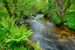 © Westend61 - UK, England, Long exposure of clear forest stream