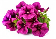 Bright Magenta Petunia In Blooms Closeup Isolated On White Background Created With Generative AI Technology