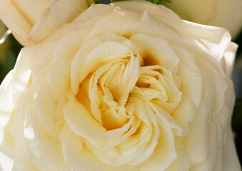 Wall Mural - Yellow rose with water drops as natural background. Macro shot with shallow depth of field.