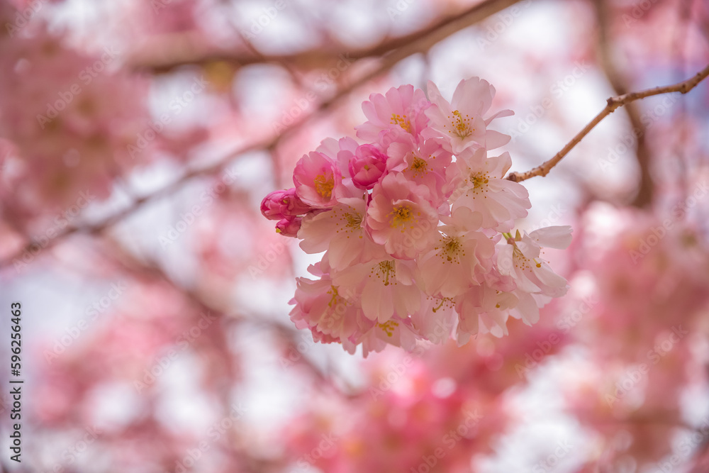 Cherry blossoms at Alexandra Park in London Stock Photo | Adobe Stock