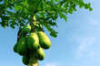 Papaya fruit growing on a tree with blue sky background. Tropical fruits