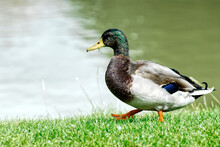 Male Mallard Duck (Anas Platyrhynchos) Walking On Grass Near A Pond With Grass In The Beak