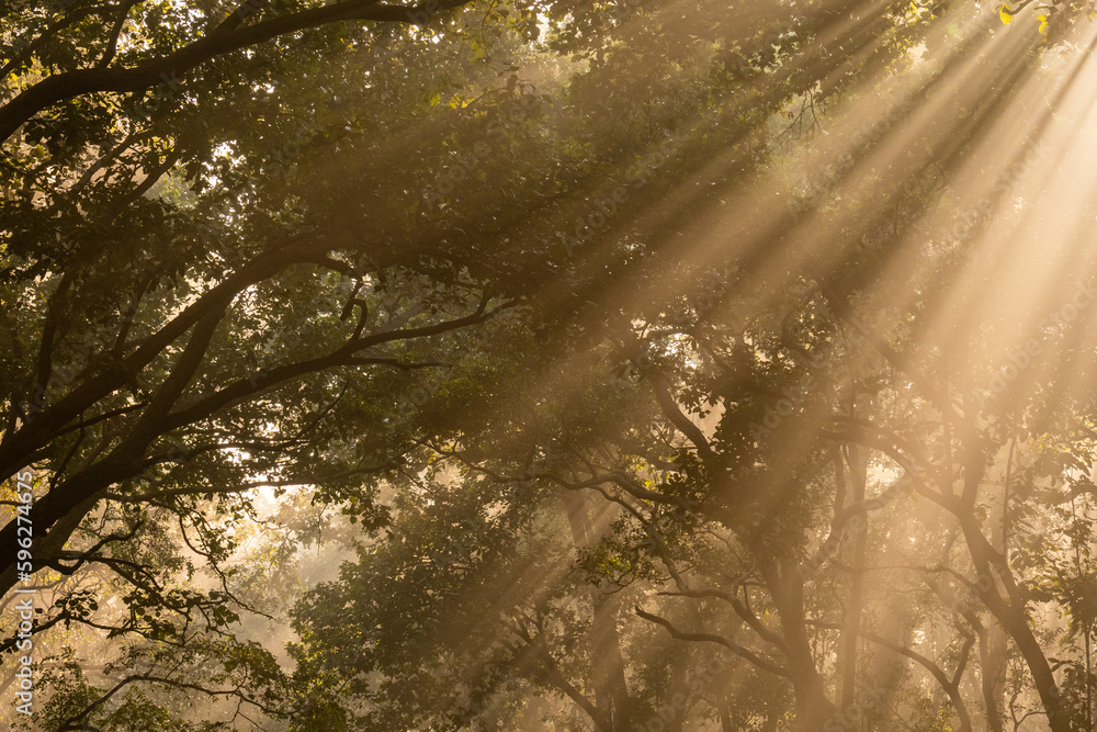 Natural Tyndall effect or phenomenon by sunlight or light rays