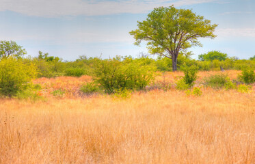 Wall Mural - African savanna landscape with yellow grass - Namibia, South Africa