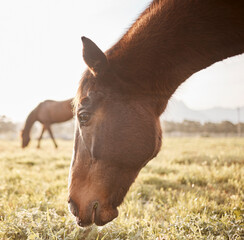 Canvas Print - Gain the trust of a horse and you have a friend for life. Shot of a beautiful horse on a farm.