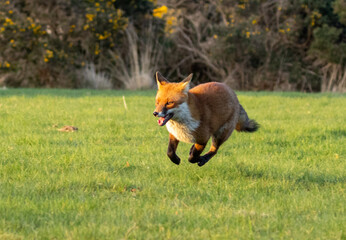 Fox on the run