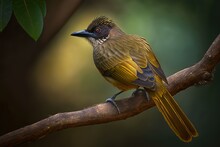 On A Branch, A Bulbul With A Striped Neck Generative AI