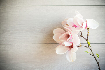 Poster - Branch with blooming pink Magnolia flowers on wooden background