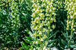 Green flower Persian Lily Ivory Bells (Fritillaria Persica) in spring garden. Floral green organic background.