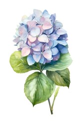 Wall Mural - Watercolor illustration of a blue hydrangea flower isolated on white background. Generative AI.