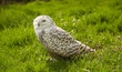 White owl on green grass