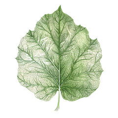 Abstract green leaf