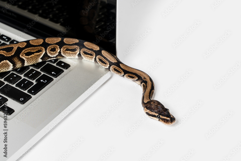 Python snake and laptop computer. Concept of using high-level ...