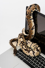 python snakes and laptop computer. concept of using high-level programming language for software eng