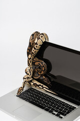 python snakes and laptop computer. concept of using high-level programming language for software eng