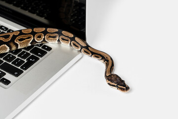 Python snake and laptop computer. Concept of using high-level programming language for software engineering.