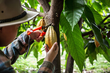 Sticker - Cocoa farmer uses pruning shears to cut the cocoa pods or fruit ripe yellow cacao from the cacao tree. Harvest the agricultural cocoa business produces.