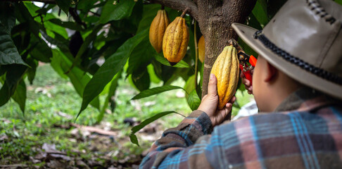 Sticker - Cocoa farmer uses pruning shears to cut the cocoa pods or fruit ripe yellow cacao from the cacao tree. Harvest the agricultural cocoa business produces.