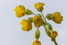 Yellow Primula Veris Cowslip, Common Cowslip, Cowslip Primrose On Soft Green Background.Selective Focus