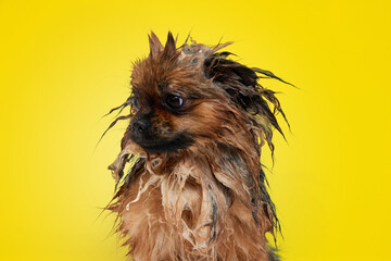 Funny little dog standing with wet fur and soap after bath against yellow background. After walking shower. Concept of domestic animal, care, grooming, pets love, animal life. Copy space for ad.