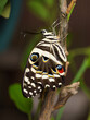 papillon aux ailes fermées dans la nature