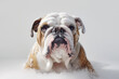 English Bulldog dog being washed in water with foam