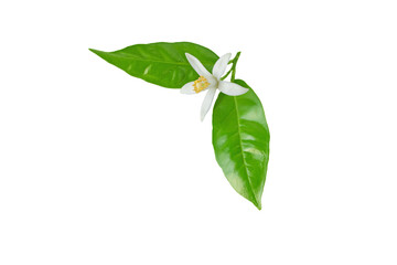 Wall Mural - Orange tree blossom. White flower and green leaves. Neroli fragrant flower isolated transparent png.