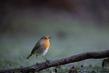 European Robin (Erithacus Rubecula) Perched On Fallen Branch On The Frosty, Winter Ground - Yorkshire, UK (January 2023)