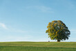© ADDICTIVE STOCK - Blooming tree on green field in countryside
